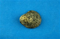 藏品(漁舟蜑螺)的圖片